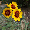 plains coreopsis