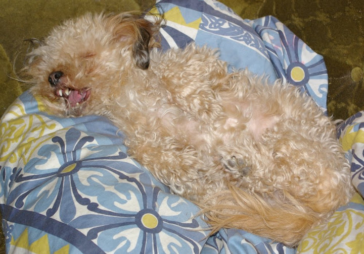 Tweety1.jpg