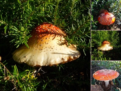 Ver cogumelos e alecrim