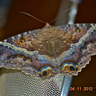 Mariposa de la Muerte-Black Witch Moth