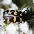Jewel Beetle - 5