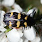Jewel Beetle - 5