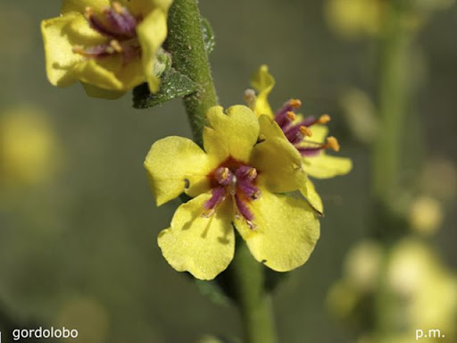 Gordolobo, Valverde del Camino Gordolobo, Valverde del Camino