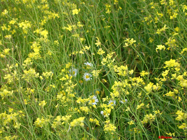 Bajo el Sol de nuestra tierra, d&iacute;a de Andaluc&iacute;a 2010
