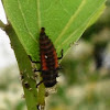 Lady Bug Larva