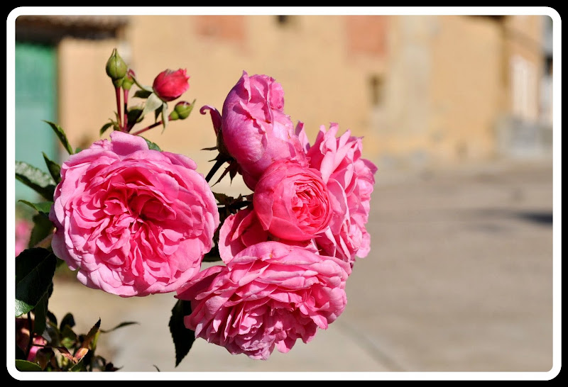 DSC_0013.JPG