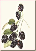 blackberry2