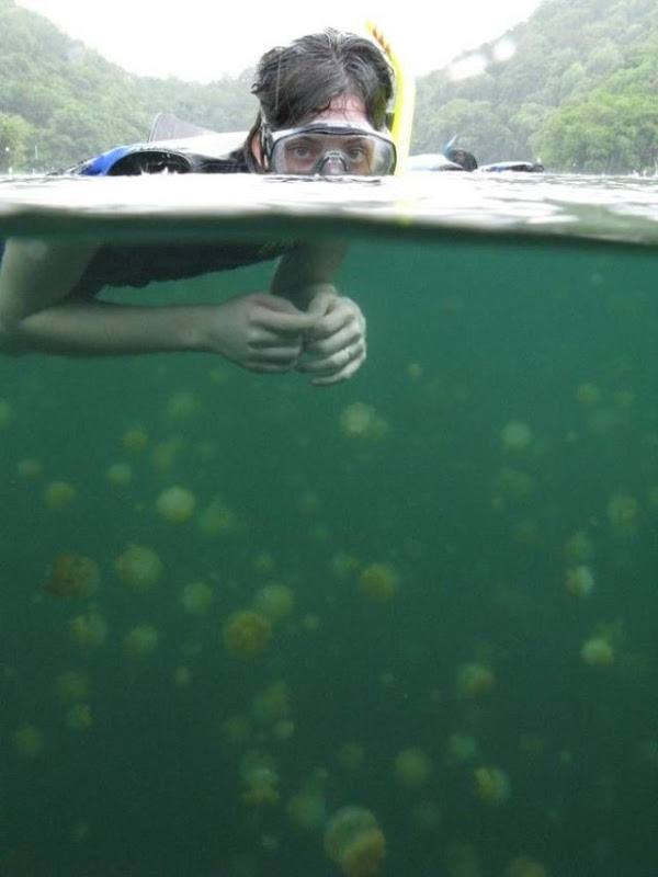 palau 07 Swim among thousands of Jellyfish