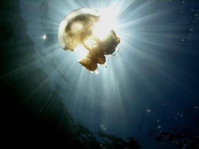 palau 15 Swim among thousands of Jellyfish