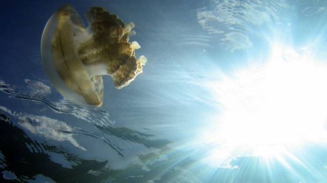 palau 16 Swim among thousands of Jellyfish