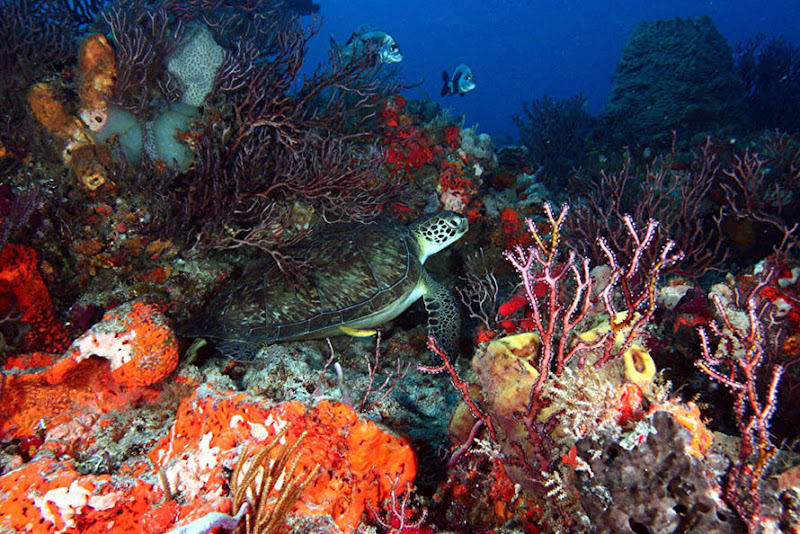 aquarium%20contest Mote Aquarium Reef Photo Contest