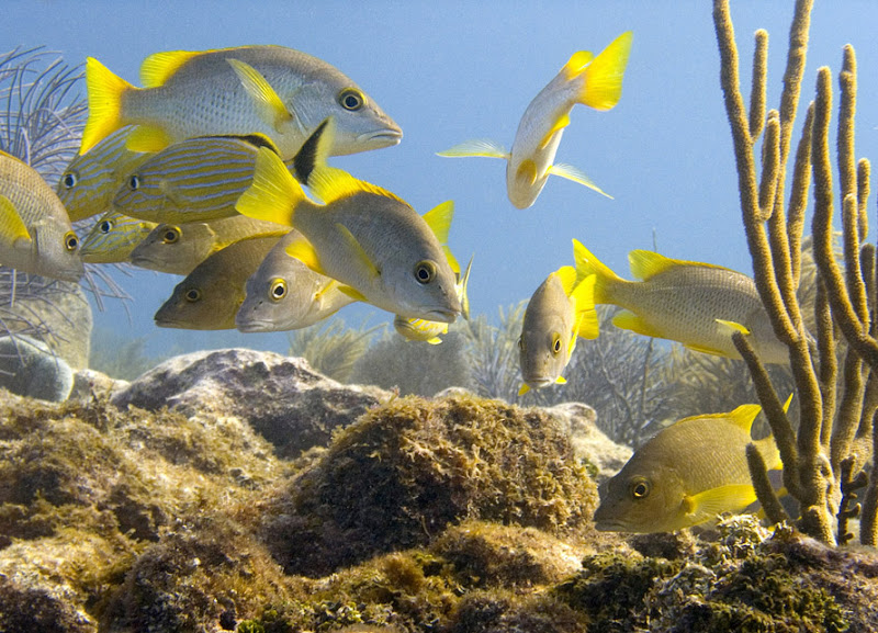 aquarium%20contest3 Mote Aquarium Reef Photo Contest