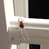 American House Spider