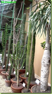 serra monumentale succulente