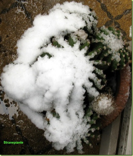 Echinopsis neve