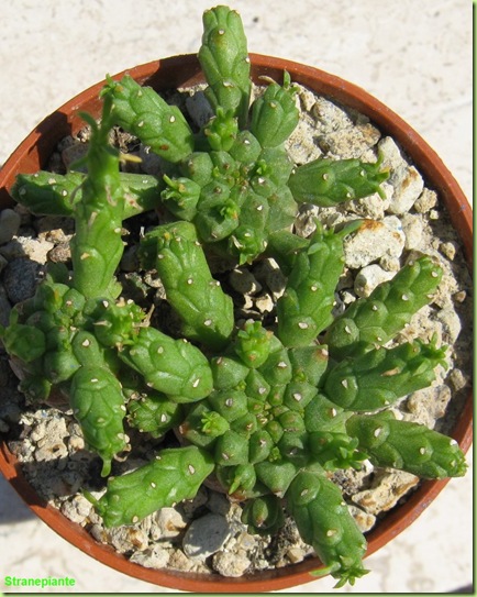 Euphorbia Caput Medusae Fi328