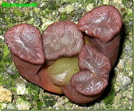 haworthia maughanii rossa