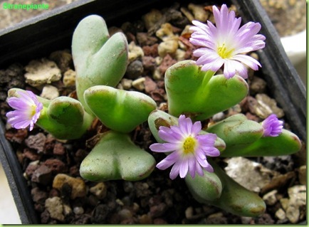 Conophytum-chauvinae-fiori