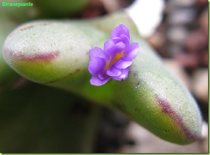Conophytum-chauviniae-primo-fiore