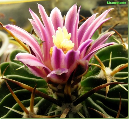 stenocactus-2009