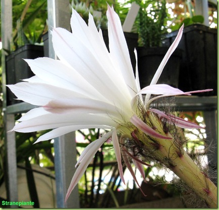 foto-fiore-echinopsis