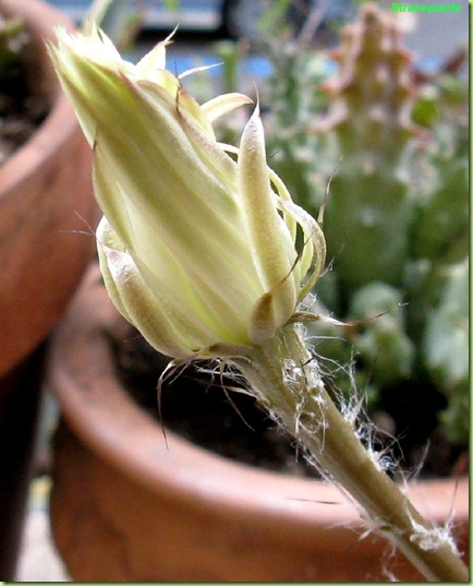 bocciolo fiore setiechinopsis mirabilis