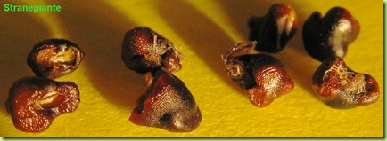 astrophytum-caput-meduse-seeds