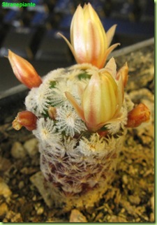mammillaria crinita sottospecie duweii fiori