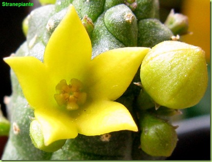 Echidnopsis cereiformis fiore giallo