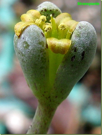 Lenophyllum guttatum fioritura