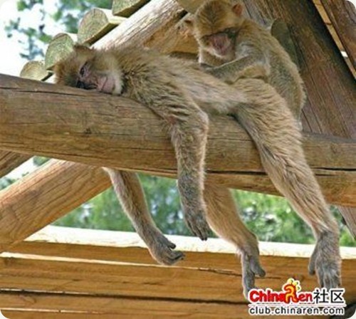 exhausted monkey