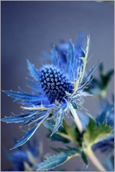 Sandra Hewitson. Electric blue sea holly
