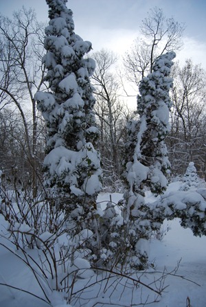 Snow storm_35January 2011