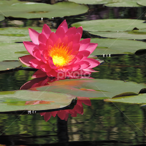 Water Lilly Full Bloom by Christie Chambers - Flowers Flower Gardens