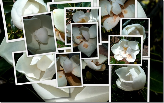 Black and white magnolias