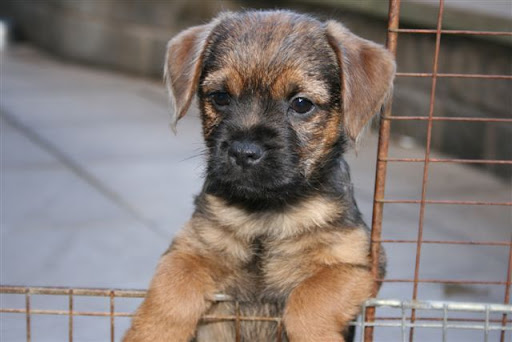 Badgerbeck%20Pups%20page%20%20IMG_0705.jpg