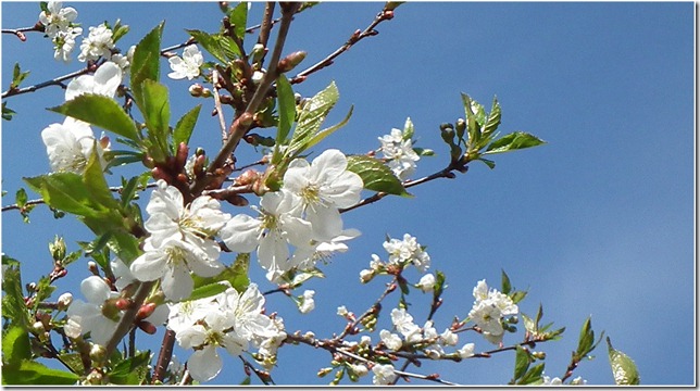 gallnas-100511-cherry blossom