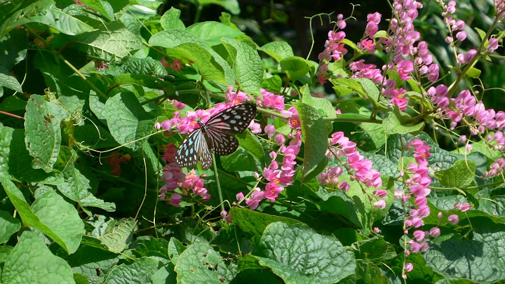 P1100526.JPG