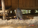 DSC00885.JPG