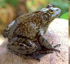 Bullfrog Goa