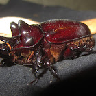 Ox beetle