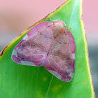 Ricaniid planthopper