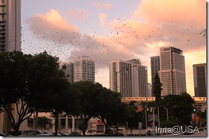 Miami 2010 (117)