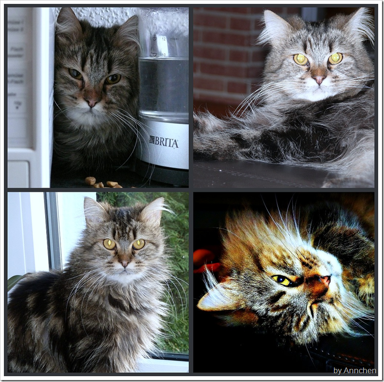 Baba-Collage 2010