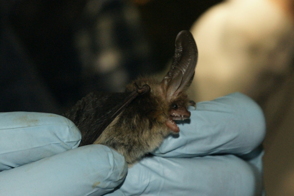[03 - Brown Long-eared Bat.jpg]