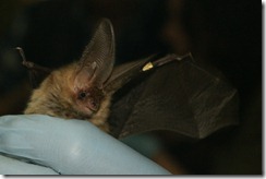 Brown Long-eared Bat