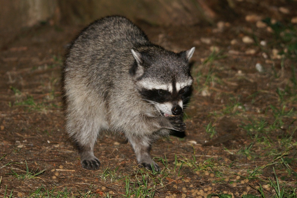 [10_36_Racoon[5].jpg]