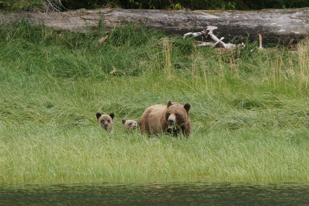 [19_03_Bears (5)[3].jpg]