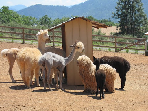 alpacas_090526%20099.jpg