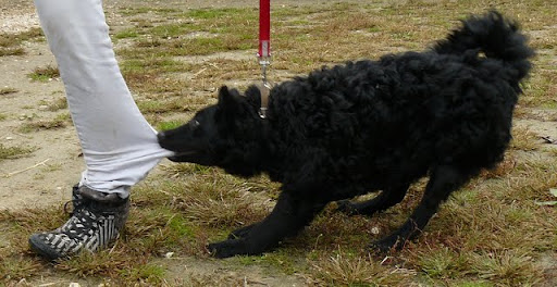 rex%20037.jpg